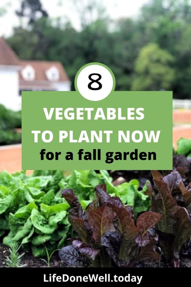 planning a fall garden? what to plant now