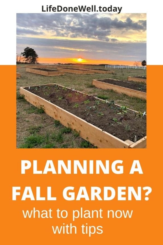 what to plant now for a fall garden