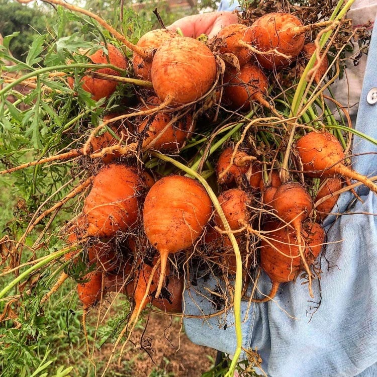 enjoying Paris carrots at home to revive travel memories