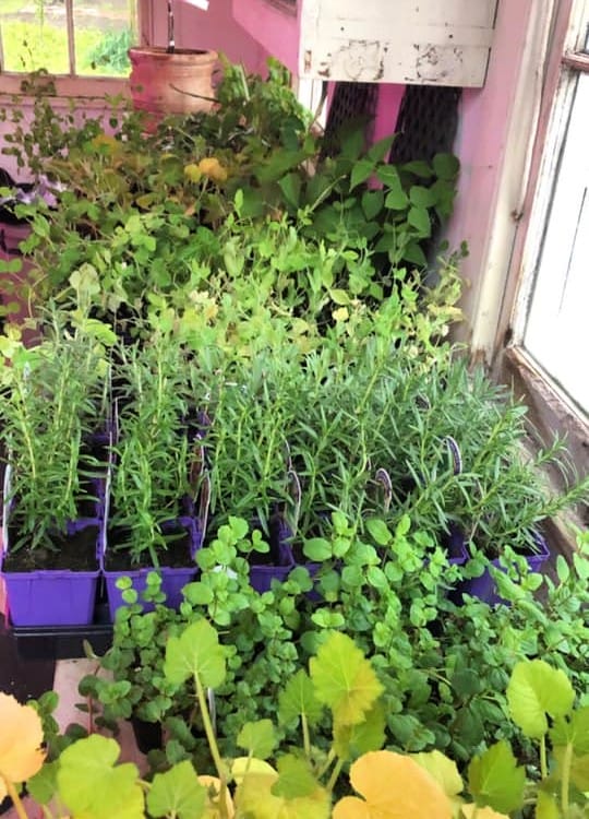 gifts for gardners growing herbs