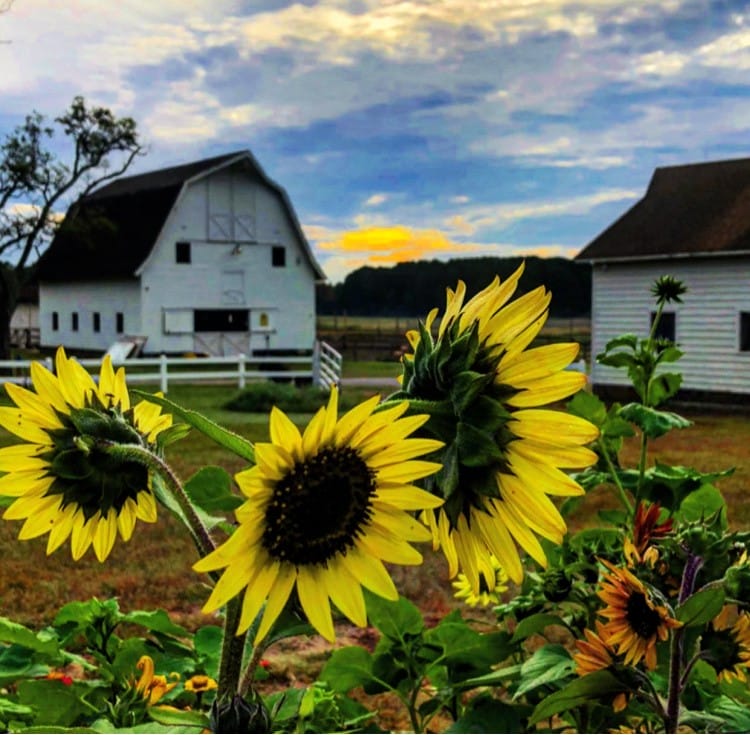 on the farm buildings