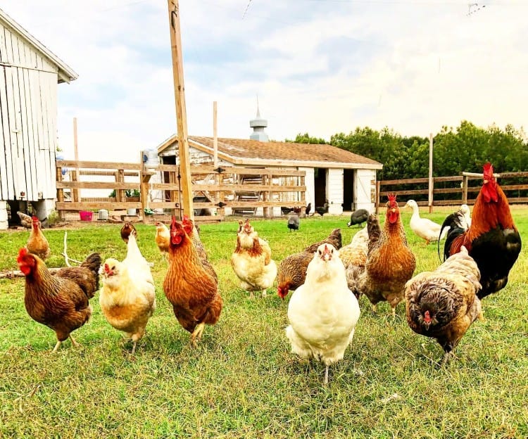 chickens on the farm at sugar water manor