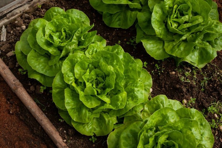 Processed food substitutions can include subbing lettuce for bread.