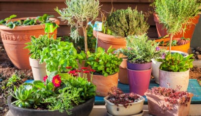 container garden ideas