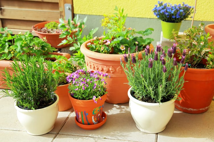 container garden ideas show varying pots