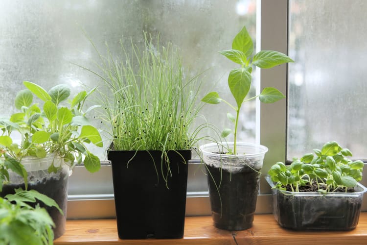 vegetables in a container garden