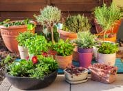 15 Inspiring Container Garden Ideas