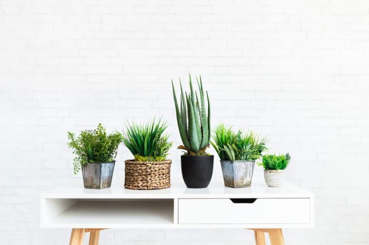 spring cleaning hacks recommend plants