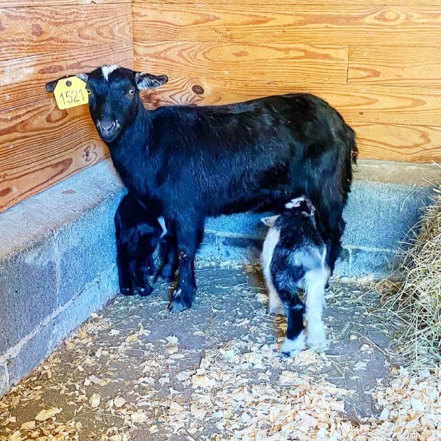 sugar water manor goats