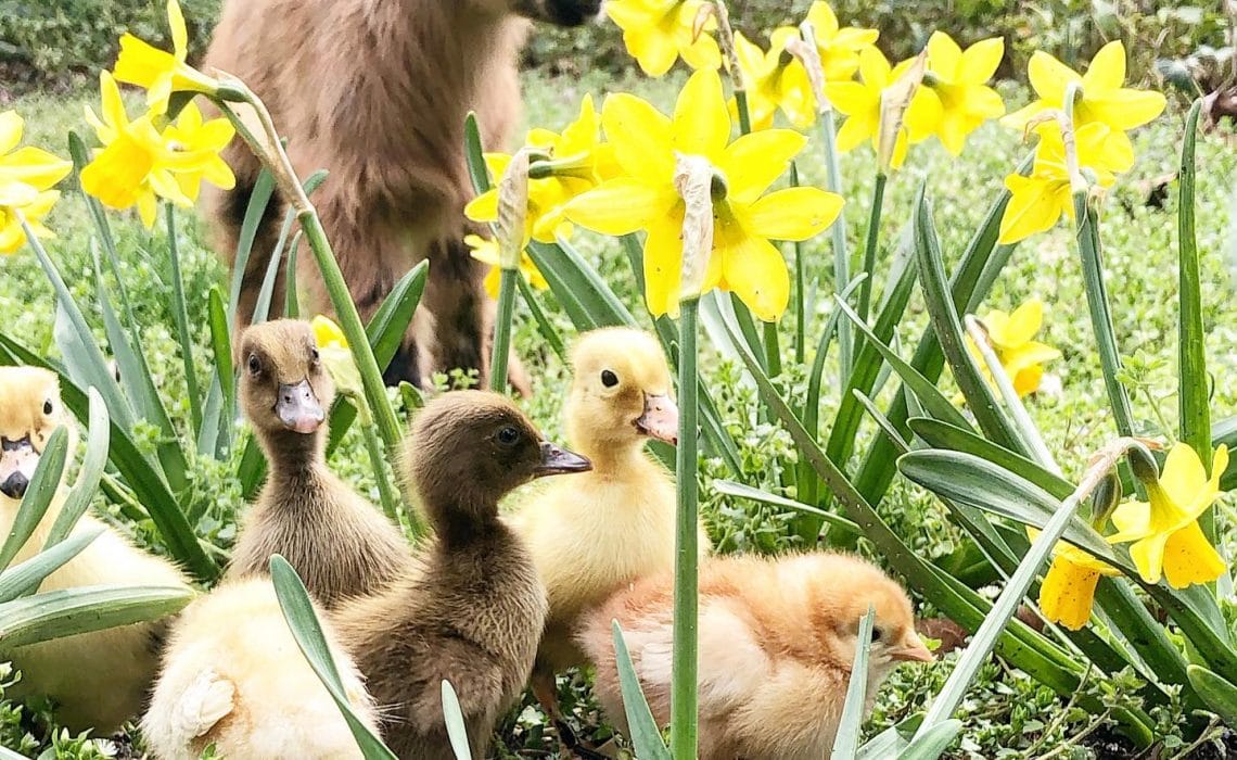 spring animals