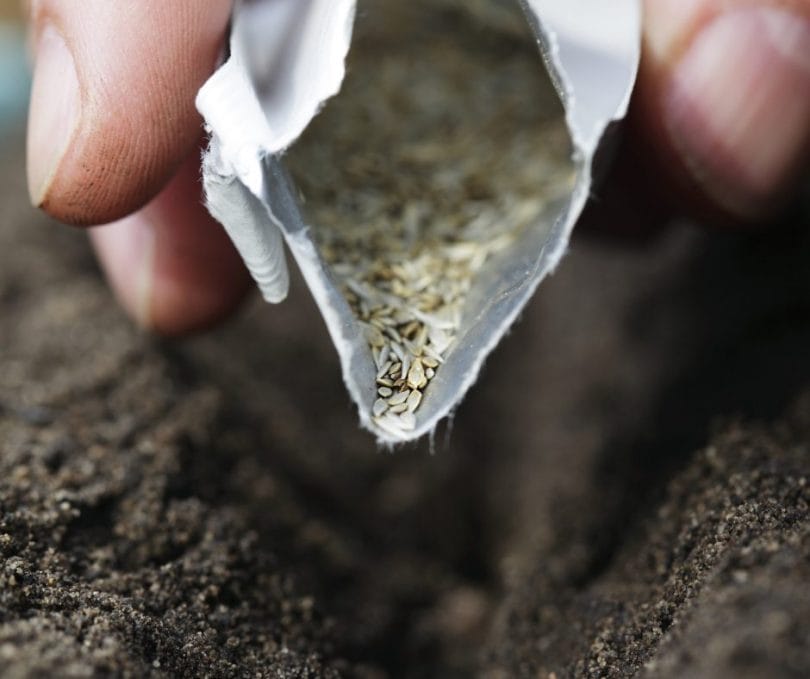 Close-up of Hand Sowing Seeds from Packet into Compost