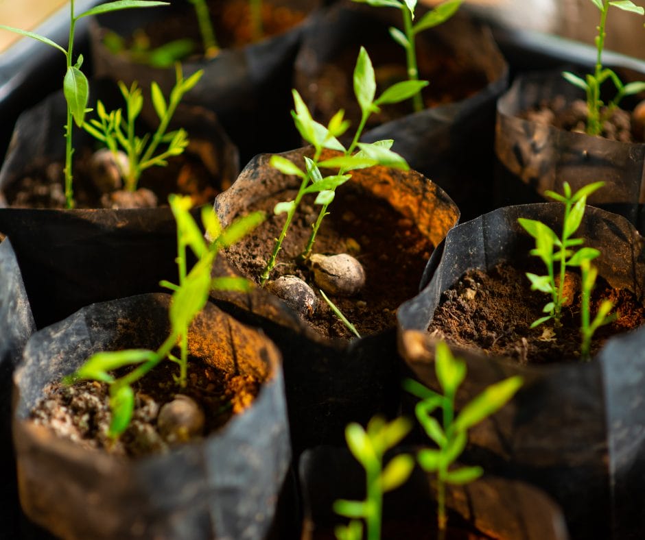 You can find the best place to buy seeds in your area.