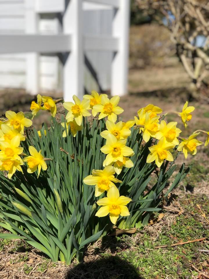 20 Fun And Surprising Ways to Celebrate Spring This Year