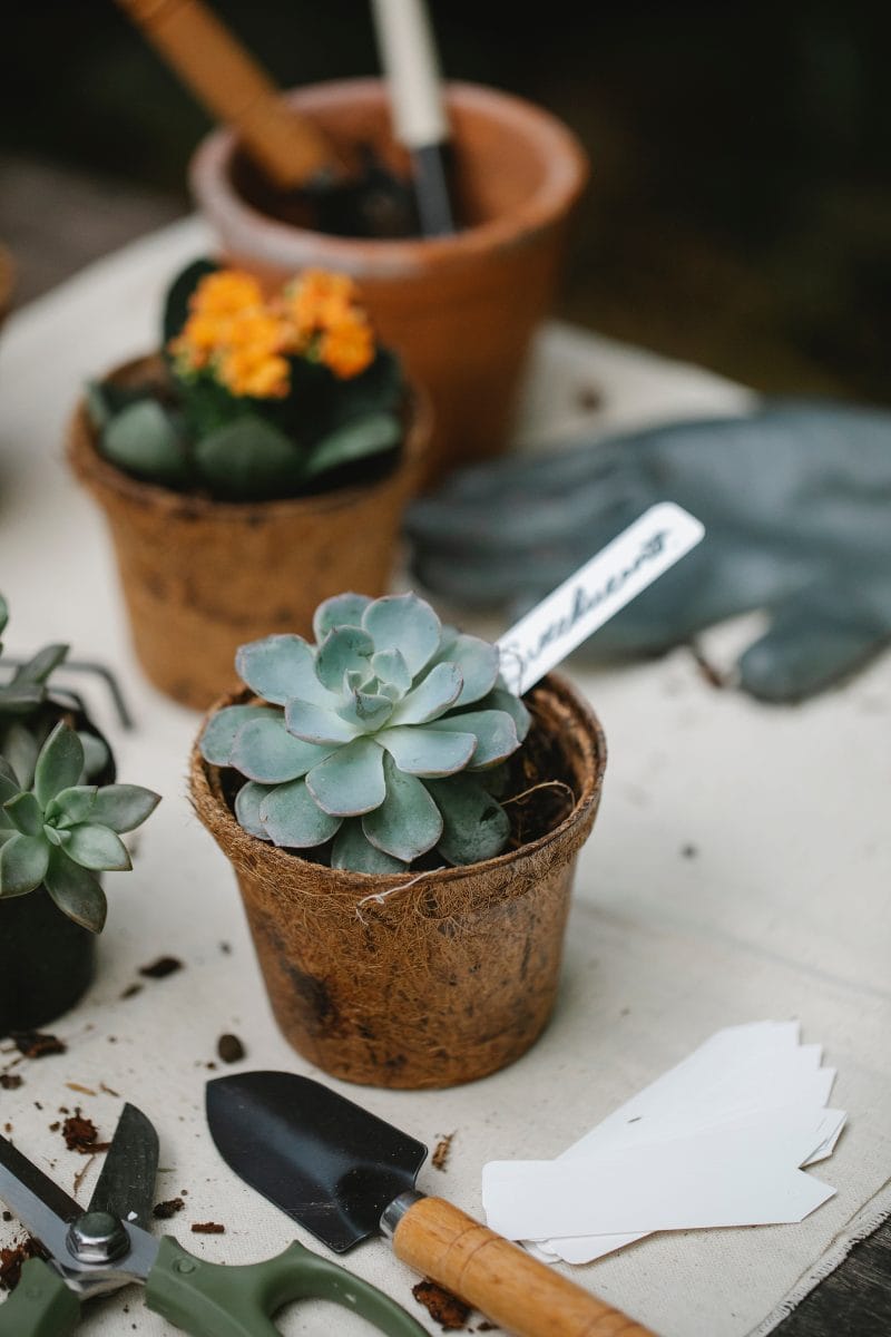 indoor succulent garden